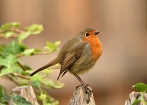 Paseos Biointerpretados